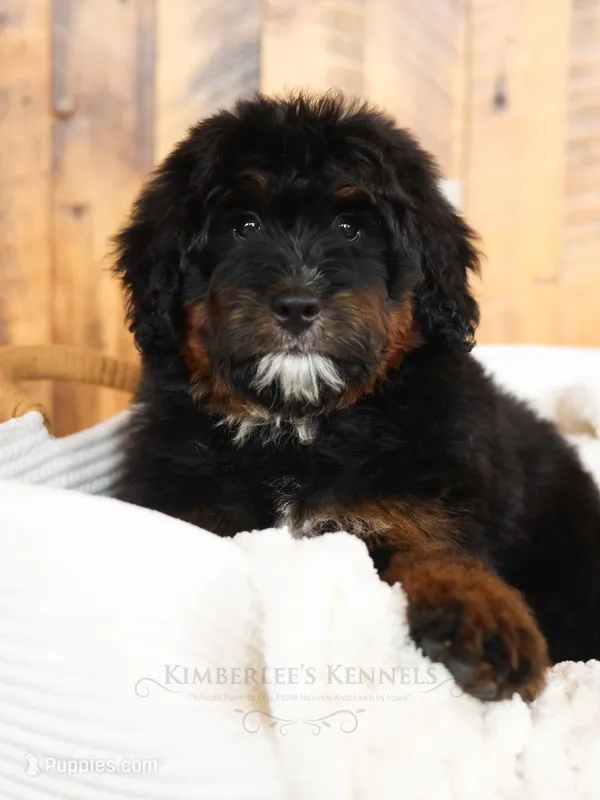 Diamond – Bernedoodle puppy for sale in Decorah, IA