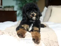Hans, a male Bernedoodle for sale in Decorah, IA – 2 of 3