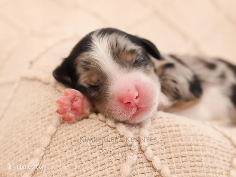 Dolly – Aussiedoodle, Bernedoodle puppy for sale in Decorah, IA