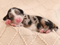 Dolly, a female Aussiedoodle and Bernedoodle for sale in Decorah, IA – Photo 2 of 4