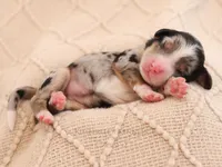 Dolly, a female Aussiedoodle and Bernedoodle for sale in Decorah, IA – Photo 4 of 4