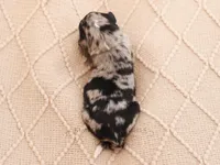 Dolly, a female Aussiedoodle and Bernedoodle for sale in Decorah, IA – Photo 3 of 4