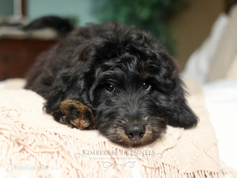 Bruno – Bernedoodle puppy for sale in Decorah, IA