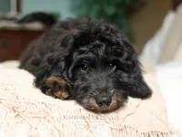 Bruno, a male Bernedoodle for sale in Decorah, IA – 1 of 3