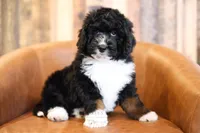 processed/96ee2515-1cea-45c3-bd47-12401eb0fe6b/listing/6e4d470d-d20c-4cb5-a1ac-956f4621b690/6913403e-57e6-40bb-9be5-8f95209618e2