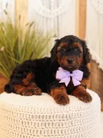 Lavender, a female Miniature Bernedoodle for sale in Decorah, IA – Photo 3 of 5