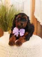 Lavender, a female Miniature Bernedoodle for sale in Decorah, IA – Photo 5 of 5