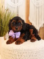 Lavender, a female Miniature Bernedoodle for sale in Decorah, IA – Photo 4 of 5