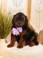 Lavender, a female Miniature Bernedoodle for sale in Decorah, IA – Photo 1 of 5