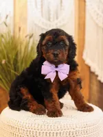 Lavender, a female Miniature Bernedoodle for sale in Decorah, IA – Photo 2 of 5