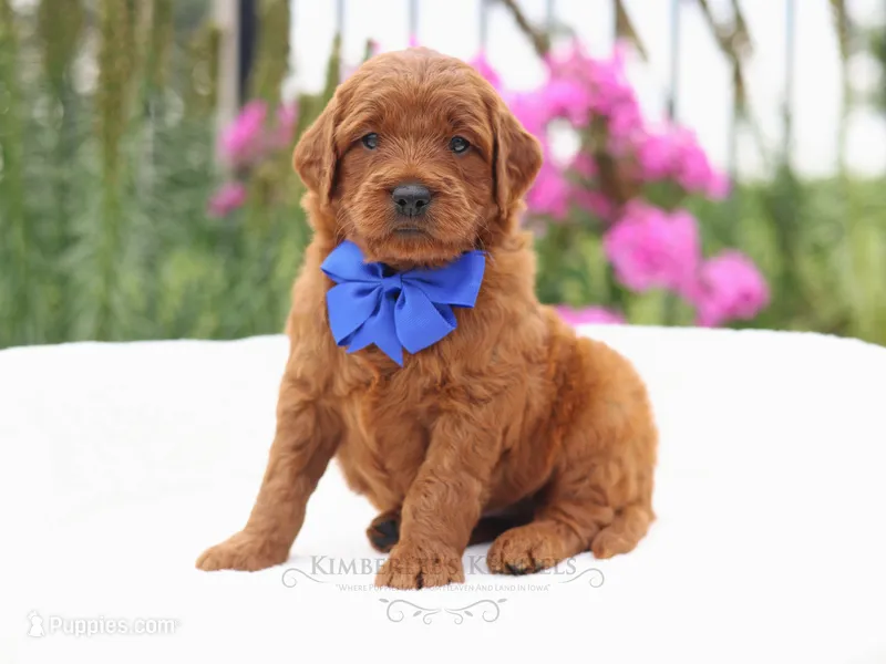 Colin – Goldendoodle puppy for sale in Decorah, IA