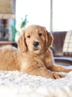 Beau, a male English Goldendoodle for sale in Decorah, IA – Photo 5 of 7