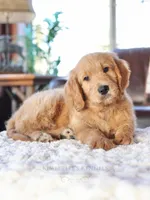 Beau, a male English Goldendoodle for sale in Decorah, IA – Photo 3 of 7