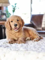 Beau, a male English Goldendoodle for sale in Decorah, IA – Photo 4 of 7