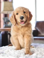 Beau, a male English Goldendoodle for sale in Decorah, IA – Photo 1 of 7