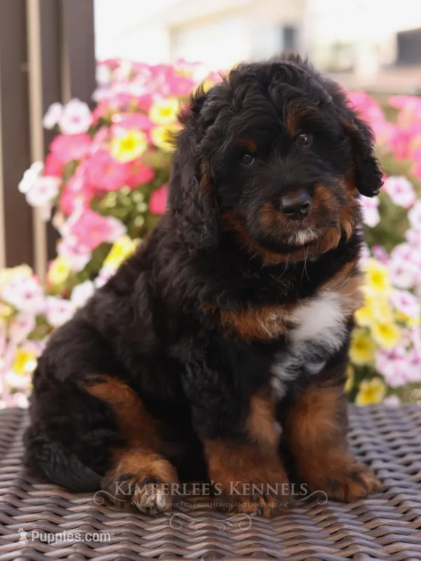 Ryder  – Bernedoodle puppy for sale in Decorah, IA