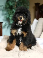 Hans, a male Bernedoodle for sale in Decorah, IA – 1 of 3