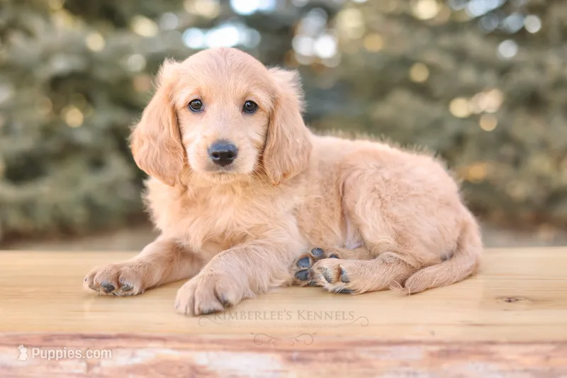 Togo- Mini Englishdoodle