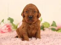 Barbie, a female Goldendoodle for sale in Decorah, IA – Photo 2 of 3