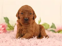Barbie, a female Goldendoodle for sale in Decorah, IA – Photo 3 of 3