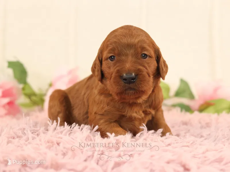 Barbie – Goldendoodle puppy for sale in Decorah, IA