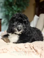 Fritz, a male Bernedoodle for sale in Decorah, IA – 2 of 2