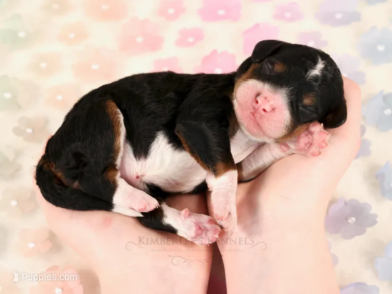 Sunflower, a female Miniature Bernedoodle for sale in Decorah, IA – Photo 1 of 1