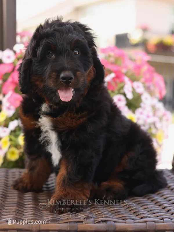 Ace  – Bernedoodle puppy for sale in Decorah, IA