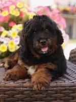 Ryder , a male Bernedoodle for sale in Decorah, IA – 2 of 2