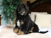 Bruno, a male Bernedoodle for sale in Decorah, IA – 3 of 3