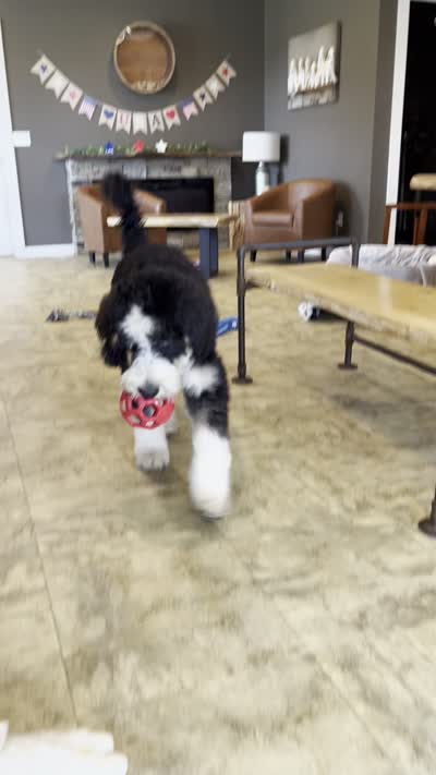 Bentley, a male Bernedoodle for sale in Decorah, IA – 1 of 1