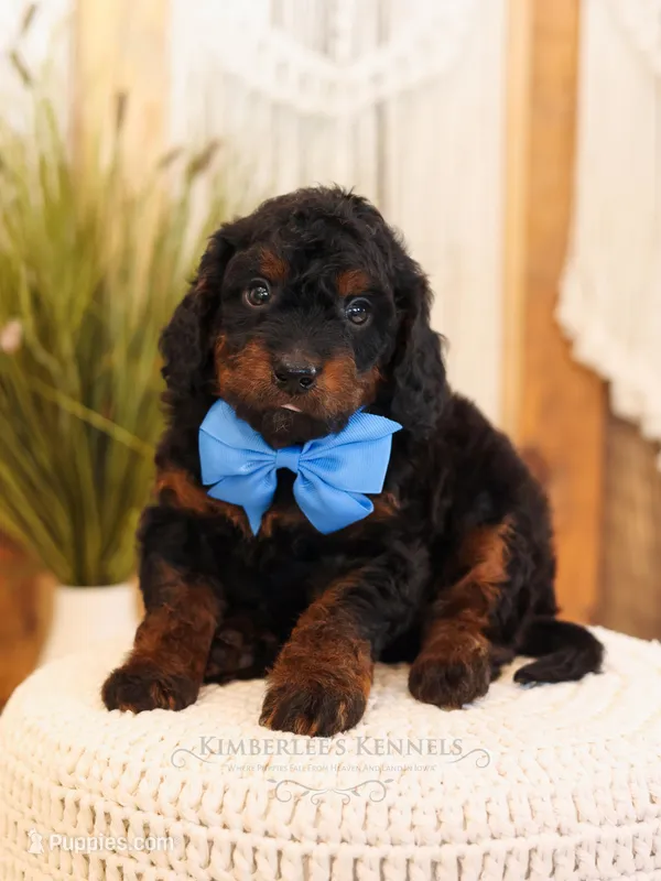 Ash – Miniature Bernedoodle puppy for sale in Decorah, IA