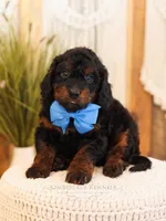 Ash, a male Miniature Bernedoodle for sale in Decorah, IA – Photo 1 of 5