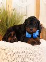 Ash, a male Miniature Bernedoodle for sale in Decorah, IA – Photo 3 of 5