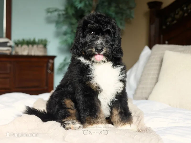 Fritz – Bernedoodle puppy for sale in Decorah, IA