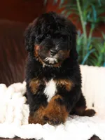Diamond, a female Bernedoodle for sale in Decorah, IA – 2 of 2