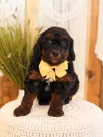 Primrose, a female Miniature Bernedoodle for sale in Decorah, IA – Photo 2 of 5