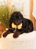 Primrose, a female Miniature Bernedoodle for sale in Decorah, IA – Photo 4 of 5