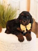 Primrose, a female Miniature Bernedoodle for sale in Decorah, IA – Photo 5 of 5