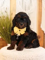 Primrose, a female Miniature Bernedoodle for sale in Decorah, IA – Photo 1 of 5