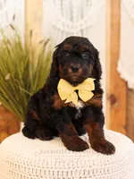 Primrose, a female Miniature Bernedoodle for sale in Decorah, IA – Photo 3 of 5