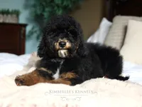 Hans, a male Bernedoodle for sale in Decorah, IA – 3 of 3