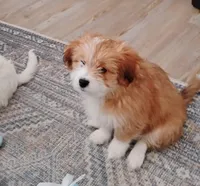 Foxy, a male Shih Tzu for sale in New Castle, PA – Photo 3 of 6