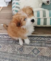 Foxy, a male Shih Tzu for sale in New Castle, PA – Photo 2 of 6