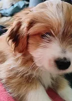 Foxy, a male Shih Tzu for sale in New Castle, PA – Photo 5 of 6