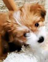 Foxy, a male Shih Tzu for sale in New Castle, PA – Photo 1 of 6