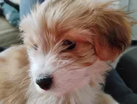 Foxy, a male Shih Tzu for sale in New Castle, PA – Photo 4 of 6