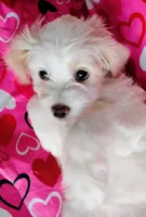 Valentine, a female Shih Tzu for sale in New Castle, PA – Photo 1 of 10