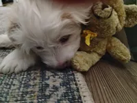 Valentine, a female Shih Tzu for sale in New Castle, PA – Photo 7 of 10