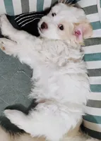 Valentine, a female Shih Tzu for sale in New Castle, PA – Photo 9 of 10